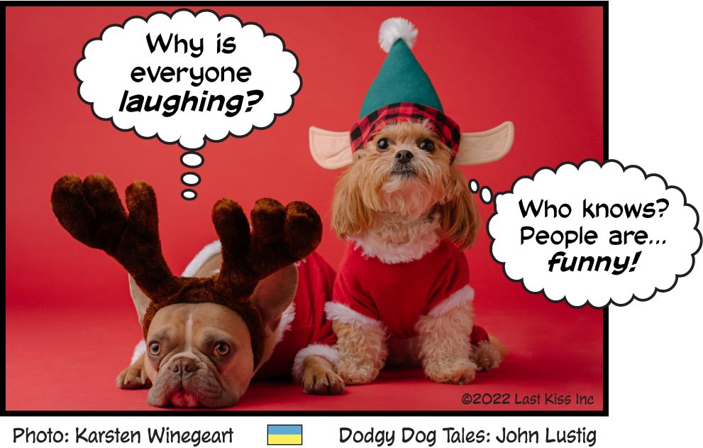 Questions from Dressy Dogs